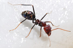 شركة مكافحة النمل في ام القيوين