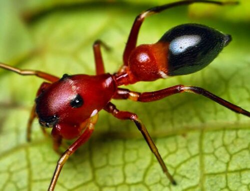 شركة مكافحة النمل في دبي |0547378799| ابادة الحشرات